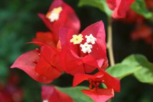 Bougainvillea flower in the morning with dewdrops. photo