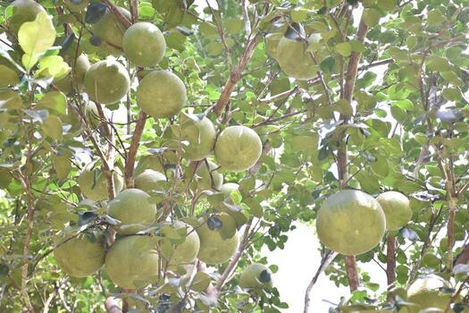 Pomelo is a perennial fruit that has a round shape that is about the size of a head. It has a sweet and sour taste. photo