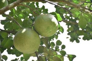 pomelo es un perenne Fruta ese tiene un redondo forma ese es acerca de el Talla de un cabeza. eso tiene un dulce y agrio gusto. foto