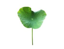 Isolated waterlily or lotus leaf with clipping paths. photo