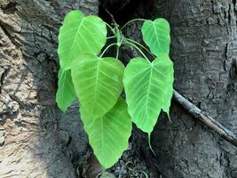 Bodhi leaves  and branch or Sacred figs. photo