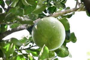 Pomelo is a perennial fruit that has a round shape that is about the size of a head. It has a sweet and sour taste. photo