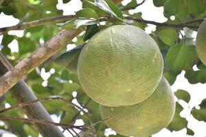 Pomelo is a perennial fruit that has a round shape that is about the size of a head. It has a sweet and sour taste. photo