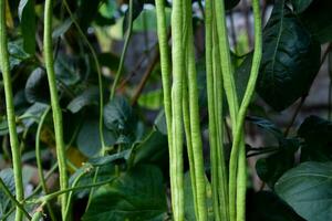 Yard long beans which Thailand local villagers planted near their house to eat at home. photo