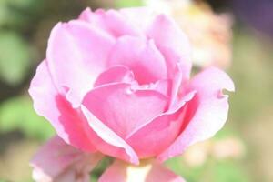 Pink and red rose flower. photo