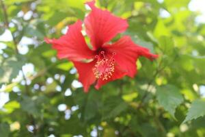 Isolated yellow hibiscus flower and leaves on white background with clipping paths. photo