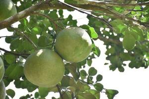 Pomelo is a perennial fruit that has a round shape that is about the size of a head. It has a sweet and sour taste. photo