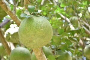 Pomelo is a perennial fruit that has a round shape that is about the size of a head. It has a sweet and sour taste. photo