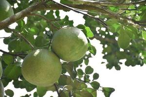 Pomelo is a perennial fruit that has a round shape that is about the size of a head. It has a sweet and sour taste. photo