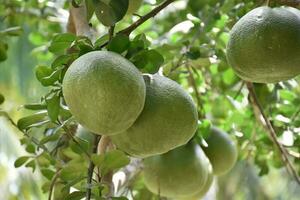 Pomelo is a perennial fruit that has a round shape that is about the size of a head. It has a sweet and sour taste. photo