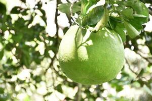 pomelo es un perenne Fruta ese tiene un redondo forma ese es acerca de el Talla de un cabeza. eso tiene un dulce y agrio gusto. foto