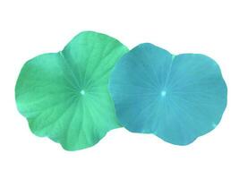 Isolated waterlily or lotus leaf with clipping paths. photo