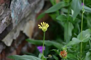 Zinnia flowers with blurred background. photo