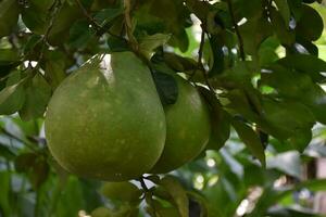 Pomelo is a perennial fruit that has a round shape that is about the size of a head. It has a sweet and sour taste. photo