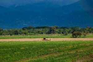 Cultivation fields and the majestic mountains at the Valle del Cauca region in Colombia photo