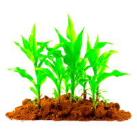 field crop illustration png