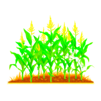 corn field illustration png