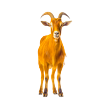 toggenburg goat markhor barbary illustration png