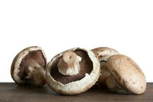 Freshly harvested mushroom on white background. Agaricus bisporus photo