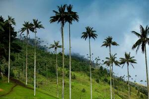 View of the beautiful cloud forest and the Quindio Wax Palms at the Cocora Valley located in Salento in the Quindio region in Colombia. photo
