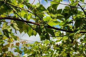 Grape crop at the municipality of La Union located at Valle del Cauca region in Colombia photo