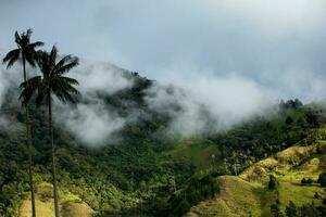 View of the beautiful cloud forest and the Quindio Wax Palms at the Cocora Valley located in Salento in the Quindio region in Colombia. photo