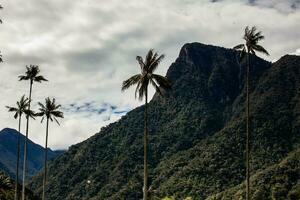 View of the beautiful cloud forest and the Quindio Wax Palms at the Cocora Valley located in Salento in the Quindio region in Colombia. photo