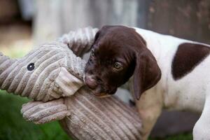 Little puppy of the French Pointing Dog breed playing with his big elephant toy photo