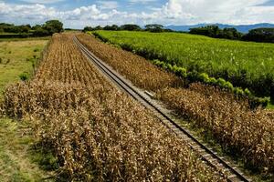Railway tracks in a rural scene in a beautiful sunny day at the Valle del Cauca region in Colombia photo