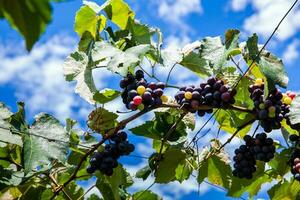 Bunches of Vitis Labrusca grapes in the process of ripening in a grape cultivation at La Union in the Valle del Cauca region of Colombia photo