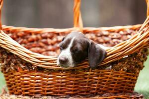 Little puppy of the French Pointing Dog breed sleeping in a basket under the sun photo