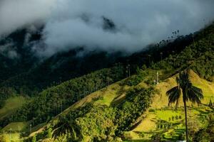 View of the beautiful cloud forest and the Quindio Wax Palms at the Cocora Valley located in Salento in the Quindio region in Colombia. photo