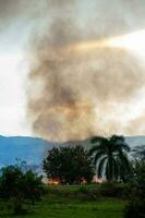 Sugar cane fire burning in field at Valle del Cauca in Colombia photo