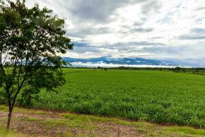 Sugar cane field and the majestic mountains at the Valle del Cauca region in Colombia photo
