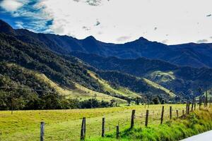 View of the wax palms and  the beautiful mountains at Cocora Valley located on the Quindio region in Colombia photo