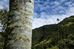 ver de el hermosa nube bosque y el quindio cera palmas a el cocora Valle situado en salento en el quindio región en Colombia. foto