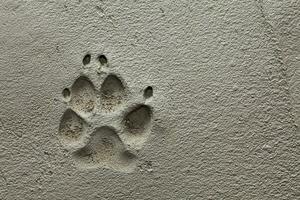 perro pata huella en Fresco cemento foto