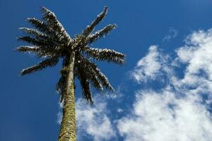 Colombian national tree the Quindio Wax Palm at the Cocora Valley located in Salento in the Quindio region photo