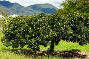 View of a soursop cultivation and the majestic mountains at the region of Valle del Cauca in Colombia photo