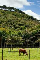 Cattle and the beautiful mountains at the region of Valle del Cauca in Colombia photo