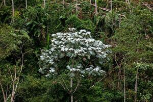 cecropia peltata un representante árbol de el nublado bosque en central y sur America foto