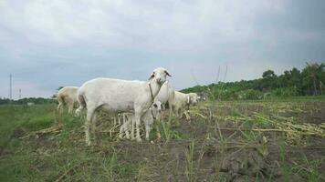 il pecora alimentazione erba su il verde colline quando primavera stagione. il metraggio è adatto per uso per azienda agricola soddisfare media, e animale conservazione filmato. video