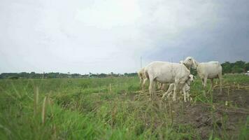 il pecora alimentazione erba su il verde colline quando primavera stagione. il metraggio è adatto per uso per azienda agricola soddisfare media, e animale conservazione filmato. video