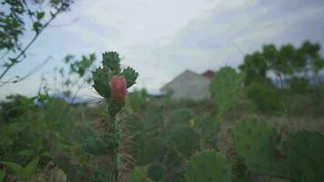 röd kaktus blomma med vind rörelse när vår tid. de antal fot är lämplig till använda sig av för Semester, och miljö innehåll media. video