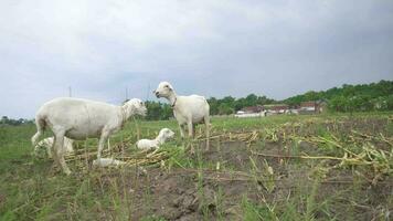 The sheep feeding grass on the green hills when spring season. The footage is suitable to use for farm content media, and animal conservation footage. video