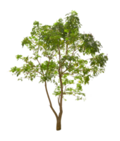 Milltonie Hortensie Baum isoliert png