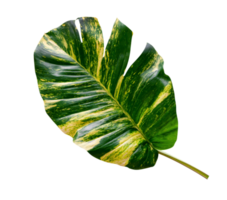 groen bladeren patroon van epipremnum aureum gebladerte geïsoleerd, blad exotisch tropisch, duivel klimop, gouden pothos png