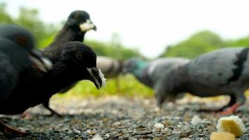 de cerca palomas comer comida en el parque, lento movimiento video