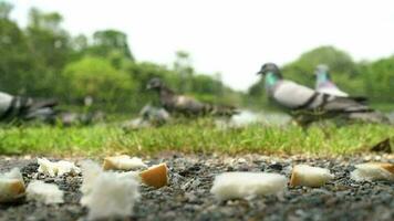 pão em a chão com borrão pombos comer Comida plano de fundo, lento movimento video