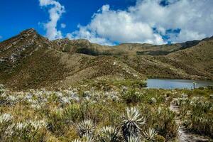 hermosa paisaje de Colombiana andino montañas demostración páramo tipo vegetación en el Departamento de cundinamarca foto